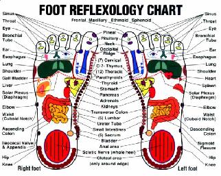 Foot Reflexology Chart